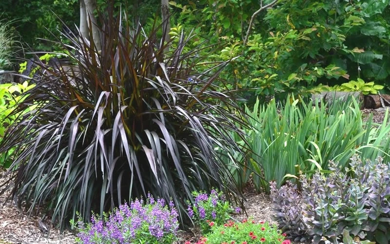 Princess Caroline Purple Fountain Grass (Pennisetum) - 1 Gallon Pot 5 Princess Caroline Purple Fountain Grass (Pennisetum) - 1 Gallon Pot - Image 5