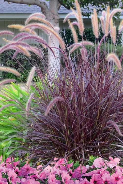 Purple Fountain Grass (Pennisetum Rubrum) - 5 Pack Of Quart Pots 5 Purple Fountain Grass (Pennisetum Rubrum) - 5 Pack Of Quart Pots - Image 5
