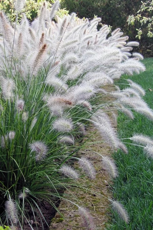Hameln Dwarf Hardy Fountain Grass (Pennisetum) - 3 Gallon Pot 1 Hameln Dwarf Hardy Fountain Grass (Pennisetum) - 3 Gallon Pot