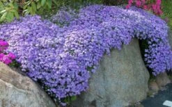 Emerald Cushion Blue Creeping Phlox - 6 Pack Of 1 Gallon Pots -Botanhush Sales Phlox Emerald Blue 11