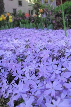 Emerald Cushion Blue Creeping Phlox - 1 Gallon Pot 11 Emerald Cushion Blue Creeping Phlox - 1 Gallon Pot -Botanhush Sales Phlox Emerald Blue 13 1