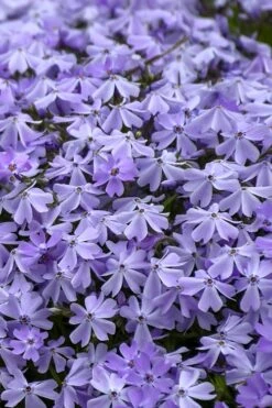 Emerald Cushion Blue Creeping Phlox - 1 Gallon Pot 10 Emerald Cushion Blue Creeping Phlox - 1 Gallon Pot -Botanhush Sales Phlox Emerald Blue 14 1