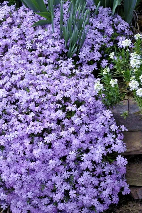 Emerald Cushion Blue Creeping Phlox - 1 Gallon Pot 1 Emerald Cushion Blue Creeping Phlox - 1 Gallon Pot