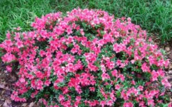 Chinzan Dwarf Azalea - 6 Pack Of 1 Gallon Pots 10 Chinzan Dwarf Azalea - 6 Pack Of 1 Gallon Pots -Botanhush Sales Picture Azalea Chinzan 2 1