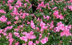 Chinzan Dwarf Azalea - 3 Gallon Pot 13 Chinzan Dwarf Azalea - 3 Gallon Pot -Botanhush Sales Picture Azalea Chinzan