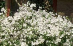 Mrs. G.G. Gerbing White Southern Indica Azalea - 1 Gallon Pot -Botanhush Sales Picture Azlea GG Gerbing 1 1