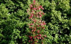 October Magic Rose Camellia - 3 Gallon Pot 9 October Magic Rose Camellia - 3 Gallon Pot -Botanhush Sales Picture Camellia October Magic Rose Column