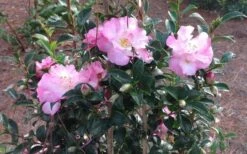 October Magic Orchid Camellia - 2 Gallon Pot 9 October Magic Orchid Camellia - 2 Gallon Pot -Botanhush Sales Picture CamelliaOrchidOctoberMajic 2