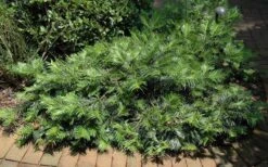 Creeping Japanese Plum Yew (Cephalotaxus Harringtonia 'Prostrata') - 7 Gallon Pot 14 Creeping Japanese Plum Yew (Cephalotaxus Harringtonia 'Prostrata') - 7 Gallon Pot -Botanhush Sales Picture Creeping Yew 3