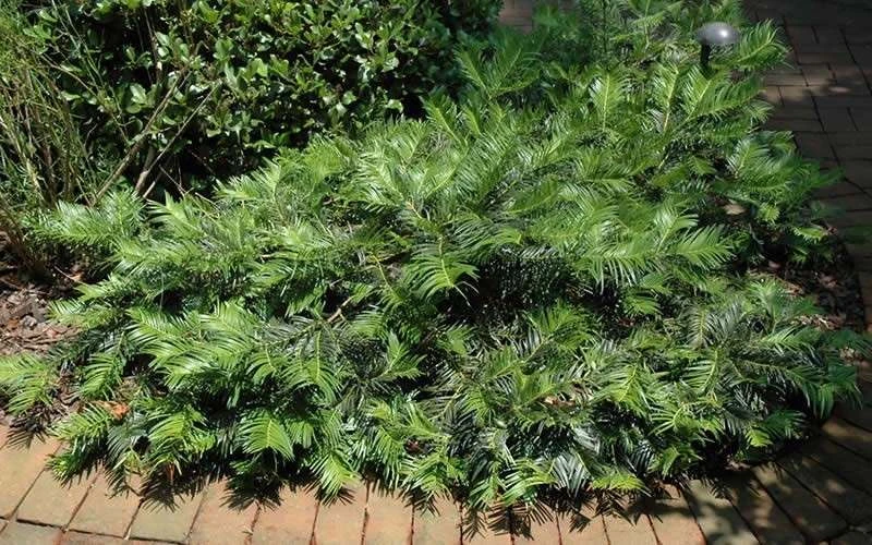 Creeping Japanese Plum Yew (Cephalotaxus Harringtonia 'Prostrata') - 3 Gallon Pot 7 Creeping Japanese Plum Yew (Cephalotaxus Harringtonia 'Prostrata') - 3 Gallon Pot - Image 7