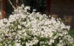 Autumn Ivory Encore Azalea - 1 Gallon Pot 8 Autumn Ivory Encore Azalea - 1 Gallon Pot -Botanhush Sales Picture Encore Azalea Ivory 3