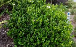 August Beauty Gardenia - 2.5 Quart Pot 11 August Beauty Gardenia - 2.5 Quart Pot -Botanhush Sales Picture Gardenia August Beauty 3