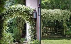 Madison Confederate Jasmine - 1 Gallon Pot -Botanhush Sales Picture Jasmine Madison 3