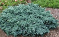Blue Star Juniper - 3 Gallon Pot 8 Blue Star Juniper - 3 Gallon Pot -Botanhush Sales Picture Juniper Blue Star 2