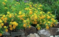 New Gold Hardy Lantana - 1 Gallon Pot 11 New Gold Hardy Lantana - 1 Gallon Pot -Botanhush Sales Picture Lantana Trailing New Gold 2