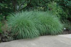 Little Kitten Dwarf Maiden Grass - Miscanthus Sinensis - 1 Gallon Pot -Botanhush Sales Picture Little Kitten Maiden Grass 2 2