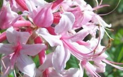 Varnadoes Phlox Pink Native Azalea - Rhododendron Canescens - 1 Gallon Pot 15 Varnadoes Phlox Pink Native Azalea - Rhododendron Canescens - 1 Gallon Pot -Botanhush Sales Picture Native Azalea Varnadoes Pink Phlox Closeup 1