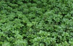 Pachysandra - Japanese Spurge - 18 Count Flat Of Pint Pots -Botanhush Sales Picture Pachysandra 2