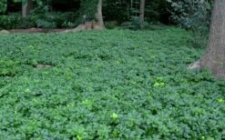 Pachysandra - Japanese Spurge - 18 Count Flat Of Pint Pots -Botanhush Sales Picture Pachysandra 3