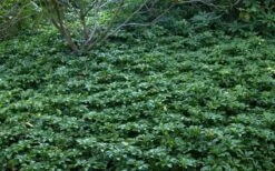 Pachysandra - Japanese Spurge - 18 Count Flat Of Pint Pots -Botanhush Sales Picture Pachysandra 4