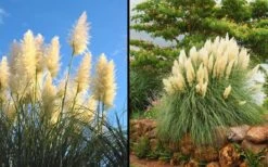 White Pampas Grass - 6 Pack Of 1 Gallon Pots -Botanhush Sales Picture Pampas Grass White 2