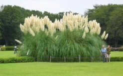 White Pampas Grass - 6 Pack Of 1 Gallon Pots -Botanhush Sales Picture Pampas Grass White 3