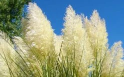 White Pampas Grass - 6 Pack Of 1 Gallon Pots -Botanhush Sales Picture Pampas Grass White 4