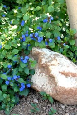 Hardy Blue Plumbago (Ceratostigma Plumbaginoides) - 1 Gallon Pot -Botanhush Sales Plumbago Ceratostigma Rev 500x750 2