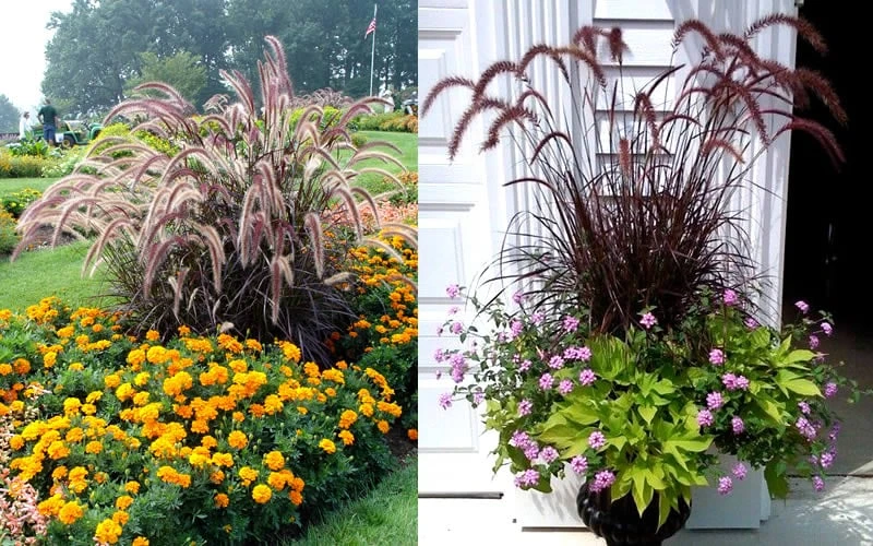 Purple Fountain Grass (Pennisetum Rubrum) - 5 Pack Of Quart Pots 6 Purple Fountain Grass (Pennisetum Rubrum) - 5 Pack Of Quart Pots - Image 6