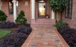 Purple Pixie Loropetalum - 1 Gallon Pot -Botanhush Sales Purple Pixie Loropetalum Border