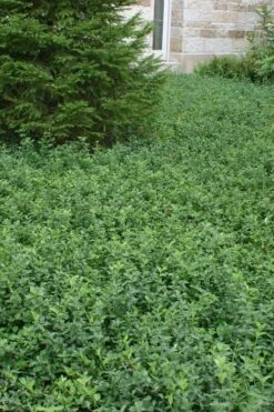 Purple Wintercreeper - Euonymus Fortunei Coloratus - 18 Count Flat Of Pint Pots -Botanhush Sales Purple Wintercreeper 5 1