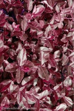 Purple Wintercreeper - Euonymus Fortunei Coloratus - 10 Pack Of Pint Pots -Botanhush Sales Purple Wintercreeper 7