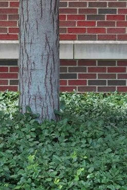 Purple Wintercreeper - Euonymus Fortunei Coloratus - 10 Pack Of Pint Pots -Botanhush Sales Purple Wintercreeper 8