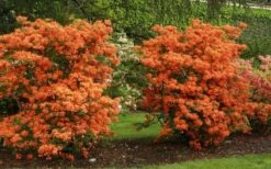 Gibraltar Azalea (Rhododendron) - 3 Gallon Pot 9 Gibraltar Azalea (Rhododendron) - 3 Gallon Pot -Botanhush Sales Rhododendron Gibraltar 1