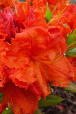 Gibraltar Azalea (Rhododendron) - 3 Gallon Pot 10 Gibraltar Azalea (Rhododendron) - 3 Gallon Pot -Botanhush Sales Rhododendron Gibraltar 4