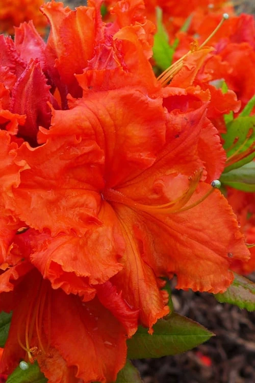 Gibraltar Azalea (Rhododendron) - 3 Gallon Pot 5 Gibraltar Azalea (Rhododendron) - 3 Gallon Pot - Image 5