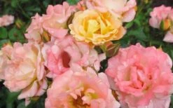 Peach Drift Groundcover Rose - 1 Gallon Pot 8 Peach Drift Groundcover Rose - 1 Gallon Pot -Botanhush Sales Rose Drift Peach 1