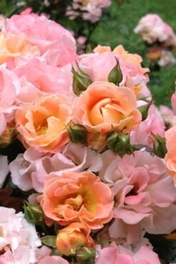 Peach Drift Groundcover Rose - 3 Gallon Pot 9 Peach Drift Groundcover Rose - 3 Gallon Pot -Botanhush Sales Rose Drift Peach 22