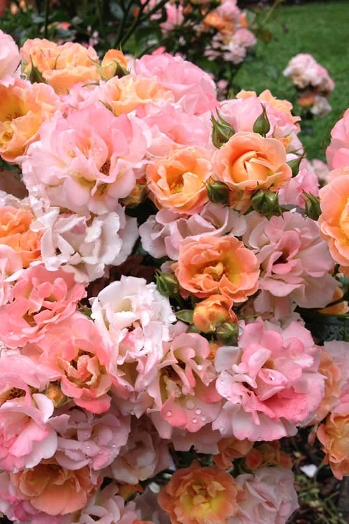 Peach Drift Groundcover Rose - 3 Gallon Pot 1 Peach Drift Groundcover Rose - 3 Gallon Pot
