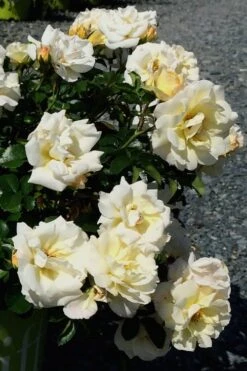 Popcorn Drift Groundcover Rose - 3 Gallon Pot -Botanhush Sales Rose Drift Popcorn 10