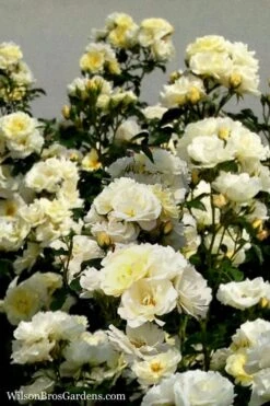 Popcorn Drift Groundcover Rose - 3 Gallon Pot -Botanhush Sales Rose Drift Popcorn 16