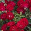 Red Drift Groundcover Rose - 3 Gallon Pot