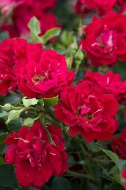 Red Drift Groundcover Rose - 3 Gallon Pot 9 Red Drift Groundcover Rose - 3 Gallon Pot -Botanhush Sales Rose Red Drift BS
