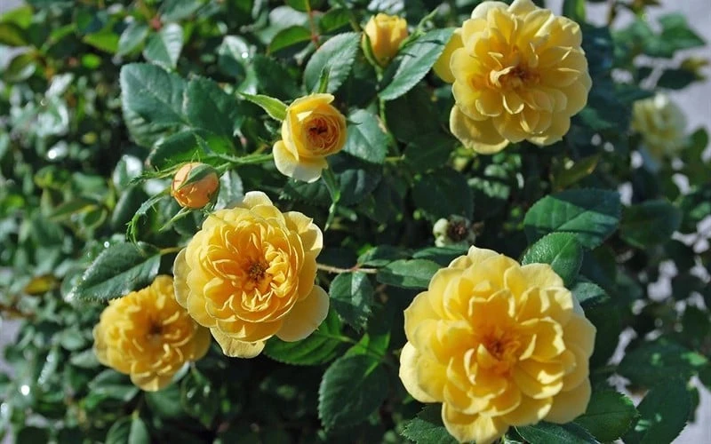 Sunrosa Yellow Dwarf Shrub Rose - 1 Gallon Pot 6 Sunrosa Yellow Dwarf Shrub Rose - 1 Gallon Pot - Image 6