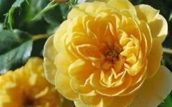 Sunrosa Yellow Dwarf Shrub Rose - 1 Gallon Pot 10 Sunrosa Yellow Dwarf Shrub Rose - 1 Gallon Pot -Botanhush Sales Rose Sunrosa Yellow 3