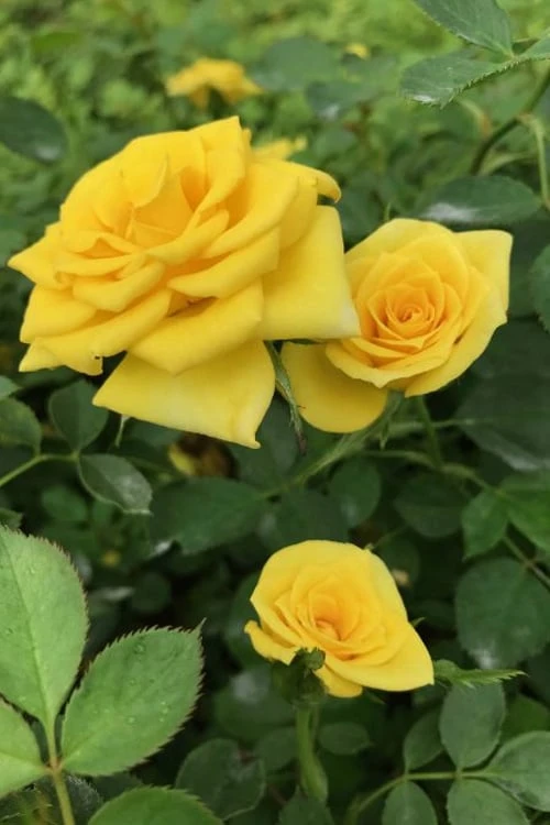 Sunrosa Yellow Dwarf Shrub Rose - 1 Gallon Pot 1 Sunrosa Yellow Dwarf Shrub Rose - 1 Gallon Pot