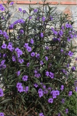 Purple Showers Mexican Petunia - Ruellia - 3 Gallon Pot 10 Purple Showers Mexican Petunia - Ruellia - 3 Gallon Pot -Botanhush Sales Ruellia Purple Showers 10 1