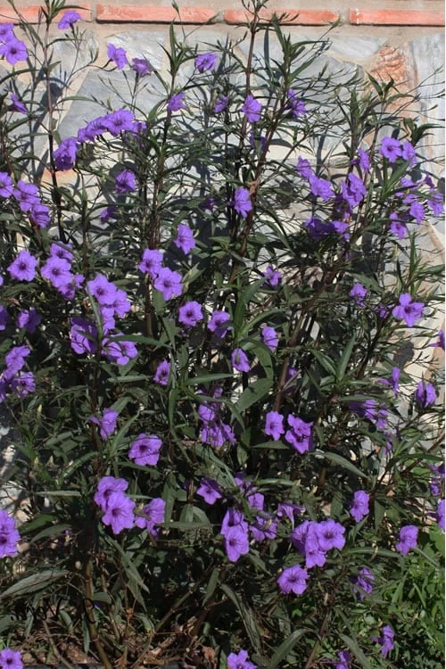 Purple Showers Mexican Petunia - Ruellia - 1 Gallon Pot 4 Purple Showers Mexican Petunia - Ruellia - 1 Gallon Pot - Image 4