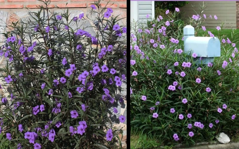 Purple Showers Mexican Petunia - Ruellia - 3 Gallon Pot 5 Purple Showers Mexican Petunia - Ruellia - 3 Gallon Pot - Image 5