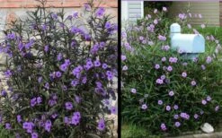 Purple Showers Mexican Petunia - Ruellia - 1 Gallon Pot 11 Purple Showers Mexican Petunia - Ruellia - 1 Gallon Pot -Botanhush Sales Ruellia Purple Showers 2